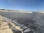 American Ave. LF (Kerman, Ca.-August 2024)
