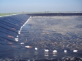Lodi Vineyard Wastewater Pond